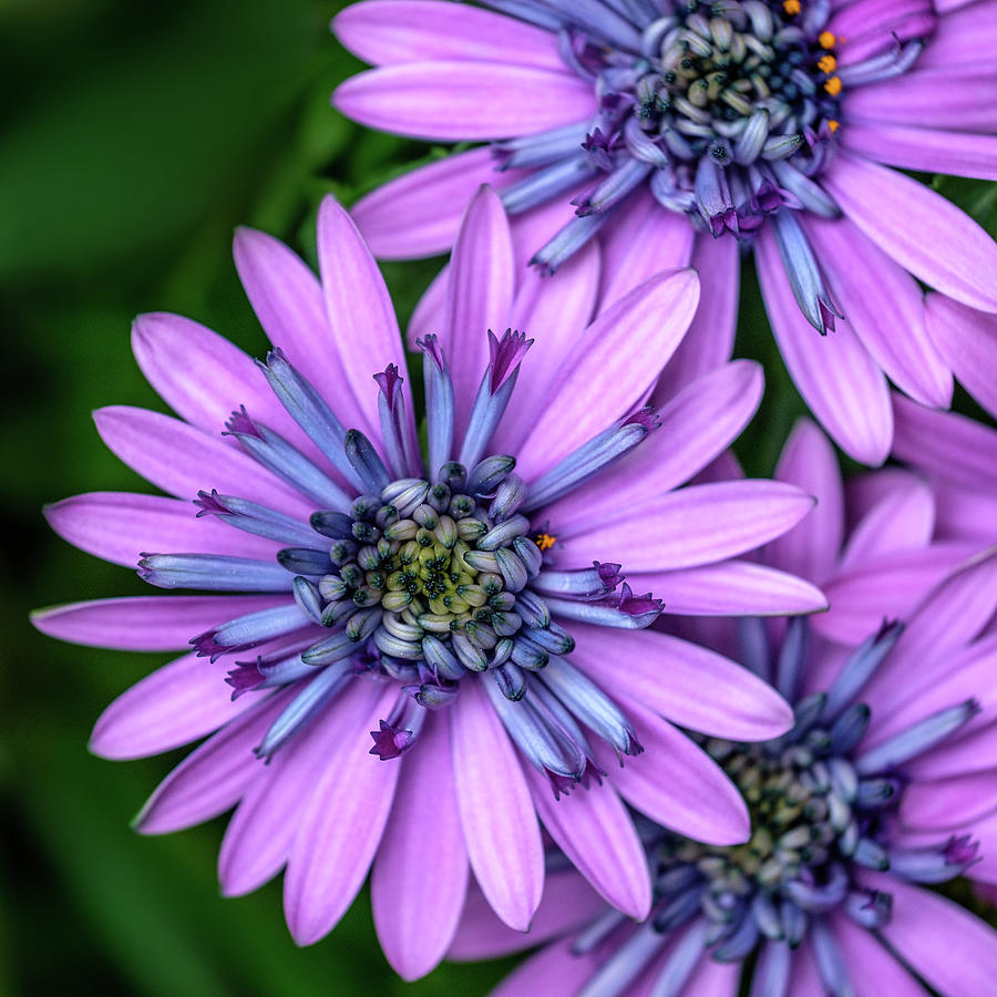 African Daisy Photograph by Georgette Grossman