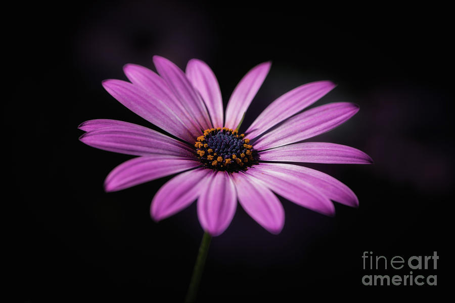 African Daisy Glow Photograph by Andrea Silies