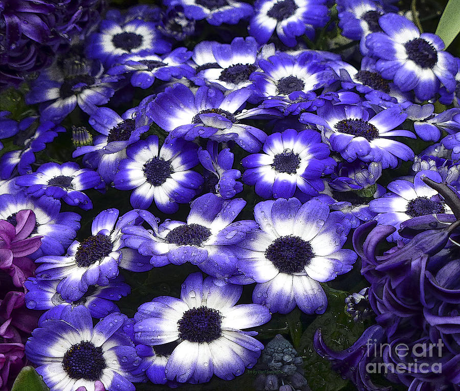 African Daisy Purple and White Photograph by Dee Flouton
