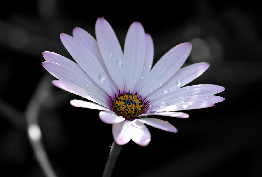 African Daisy Photograph by Scott Carruthers