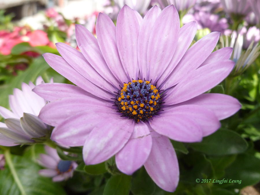 African Daisy Spring bloom Photograph by Lingfai Leung