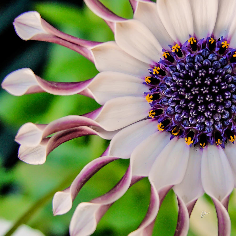 African Daisy Squared Photograph by TK Goforth
