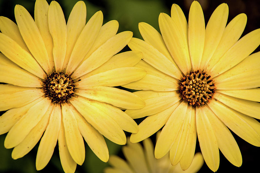 African Daisy-Twice Photograph by Don Johnson