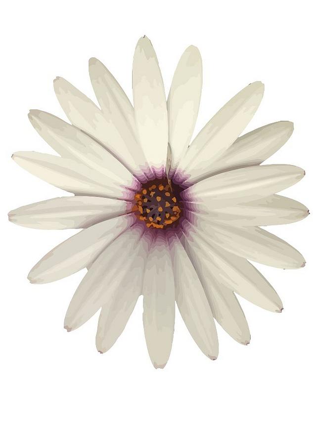 African Daisy with White Petals Photograph by Taiche Acrylic Art