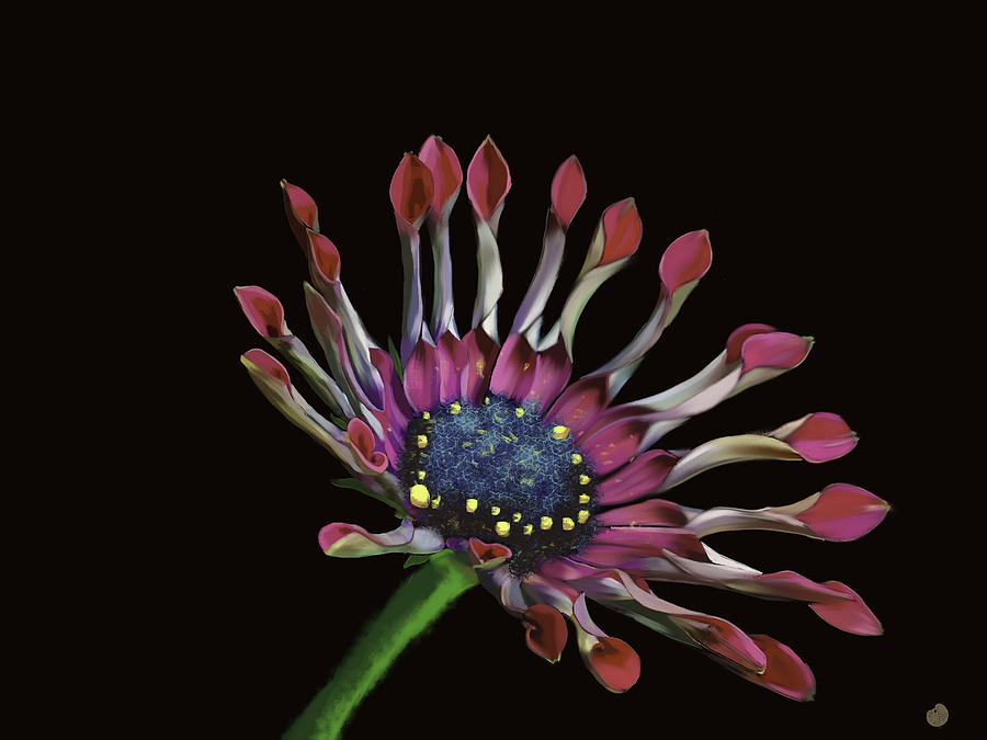 African Daisy Painting