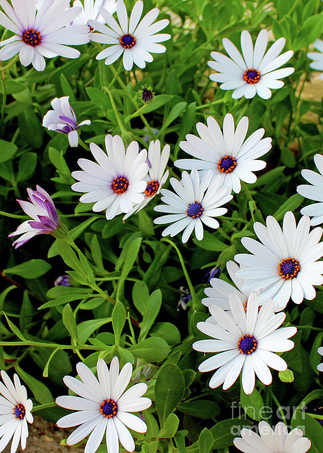 African Daisies Photograph by Nieves Nitta