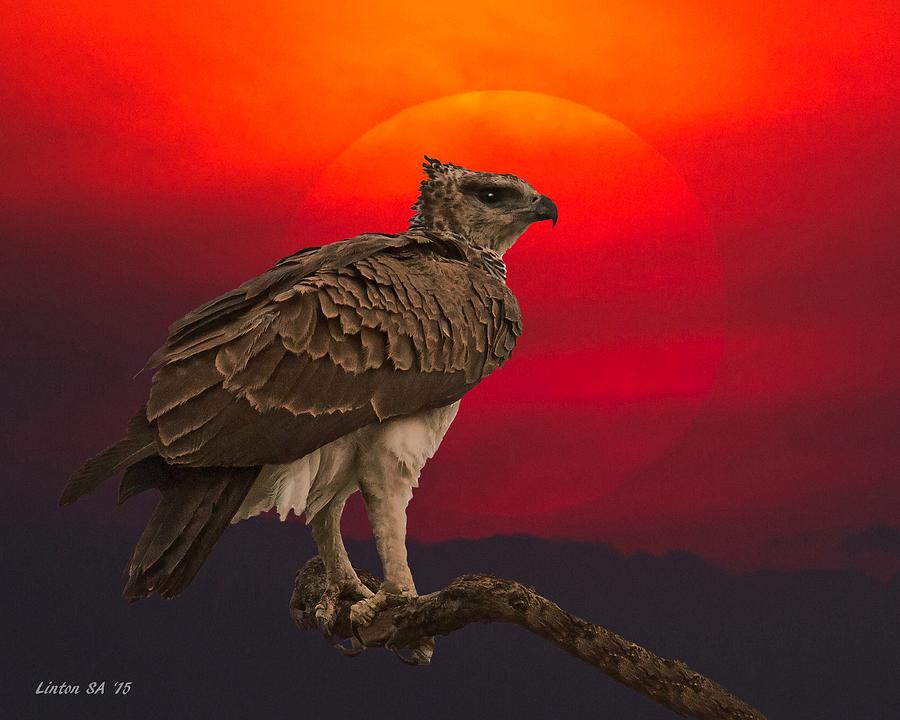 African Eagle At Sunset Photograph by Larry Linton