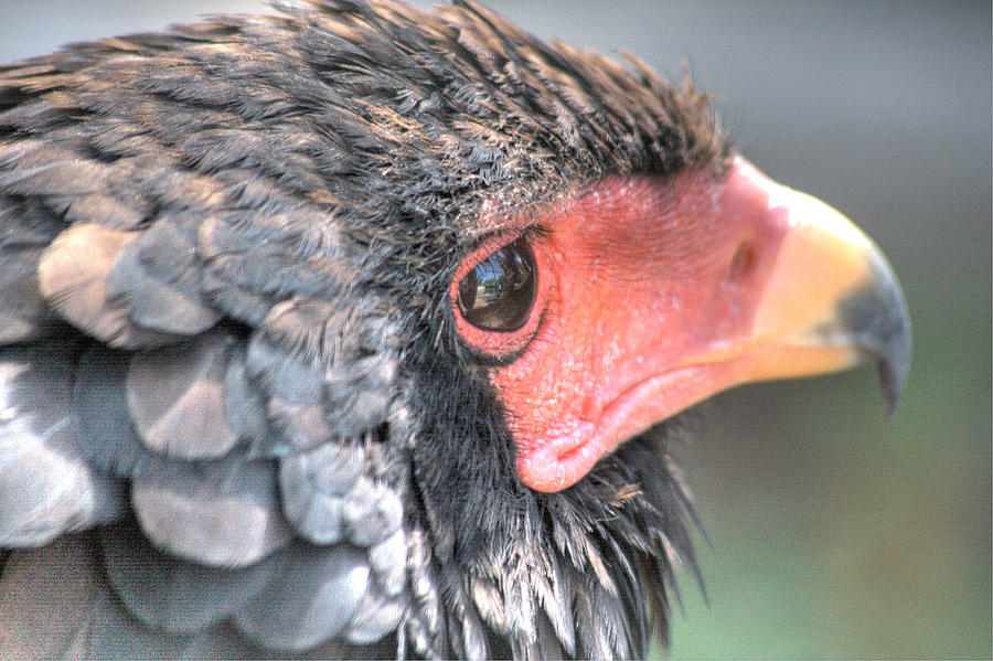 African Eagle Feathers