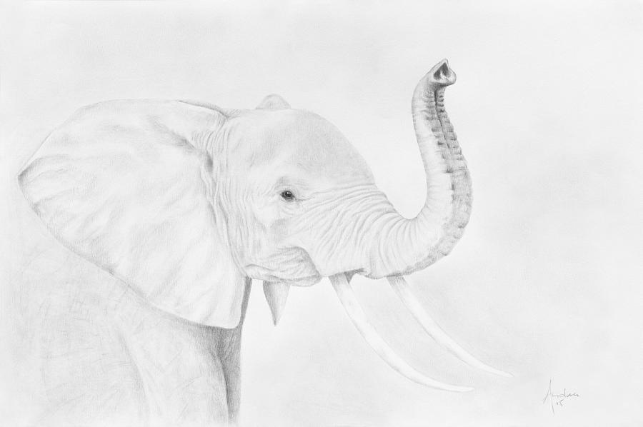 African Elephant Drawing by Andrea Angulo - Fine Art America