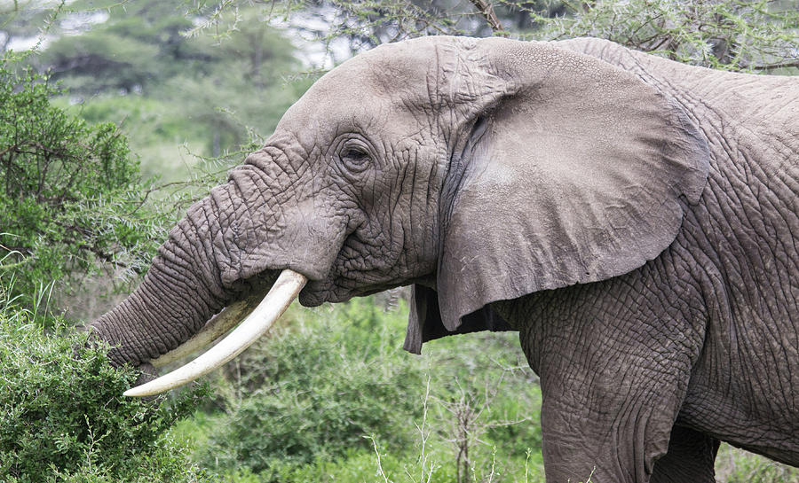 African Elephant Photograph by Brenda Smith DVM African Elephant Photograph by Brenda Smith DVM