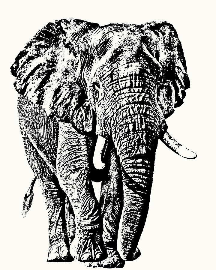 Elephant Photograph - African Elephant Bull, Full Figure by Scotch Macaskill Elephant Photograph - African Elephant Bull, Full Figure by Scotch Macaskill