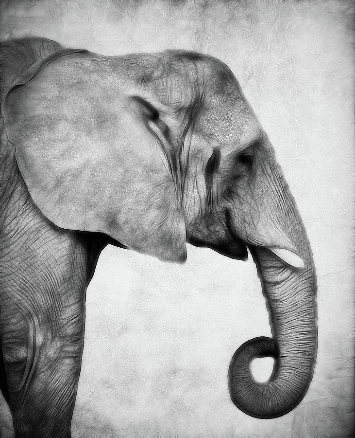 African Elephant BW Photograph by Athena Mckinzie