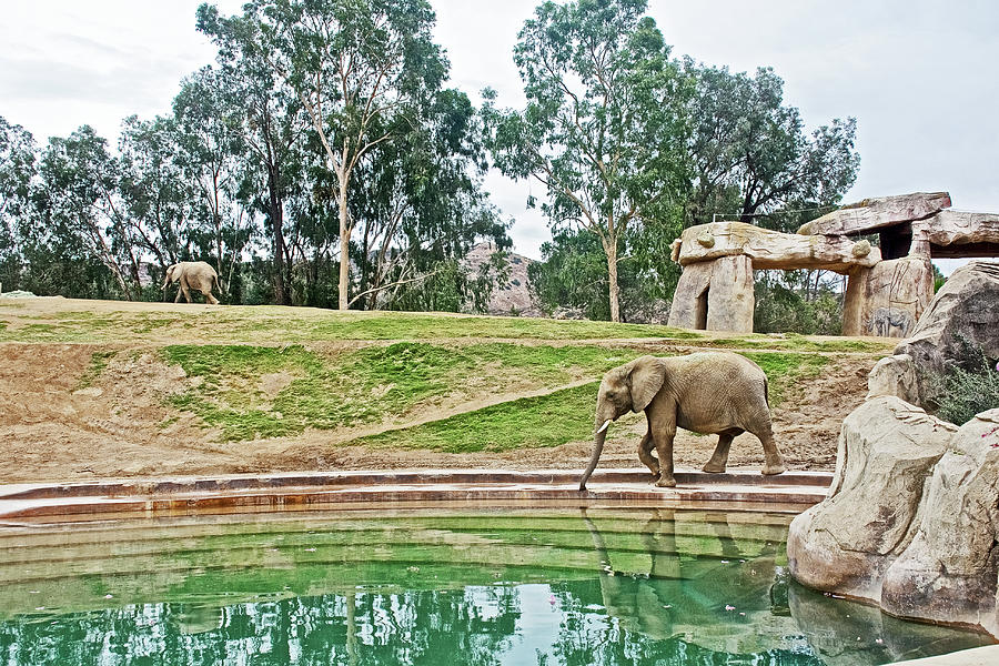 African Elephant by the Pool in San Diego Zoo Animal Safari Park, California  Photograph by Ruth Hager