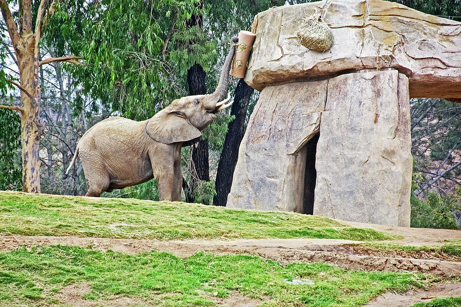 African Elephant Getting Food with its Trunk in San Diego Zoo Animal Safari Park, California  Photograph by Ruth Hager