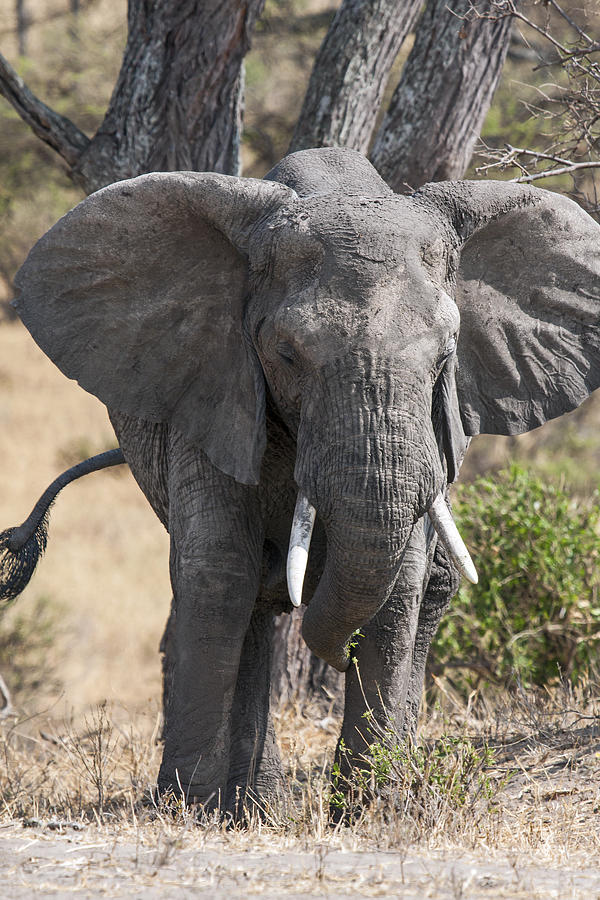 African elephant eating Photograph by Sally Weigand