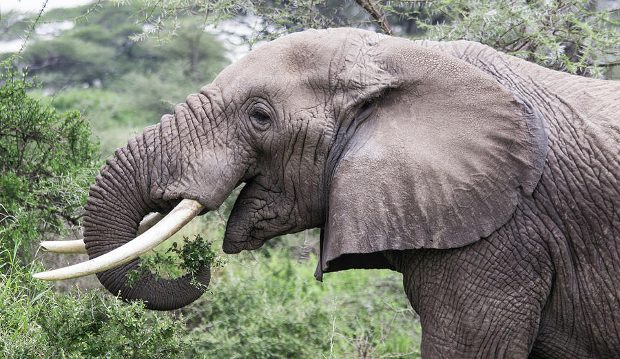 African Elephant Foraging by Brenda Smith DVM African Elephant Foraging by Brenda Smith DVM