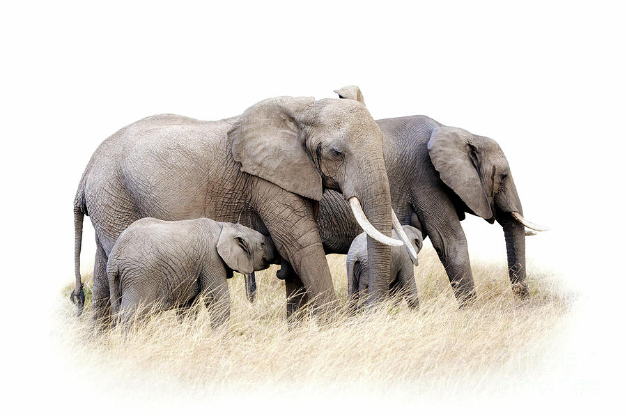 African elephant group isolated Photograph by Jane Rix