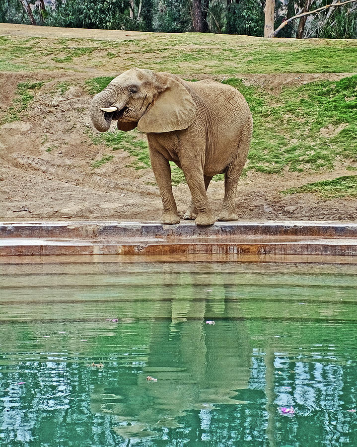 African Elephant Having a Drink from the Pool in San Diego Zoo Animal Safari Park, California  Photograph by Ruth Hager