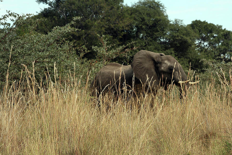 African Elephant in Tall Grass Photograph by Karen Zuk Rosenblatt
