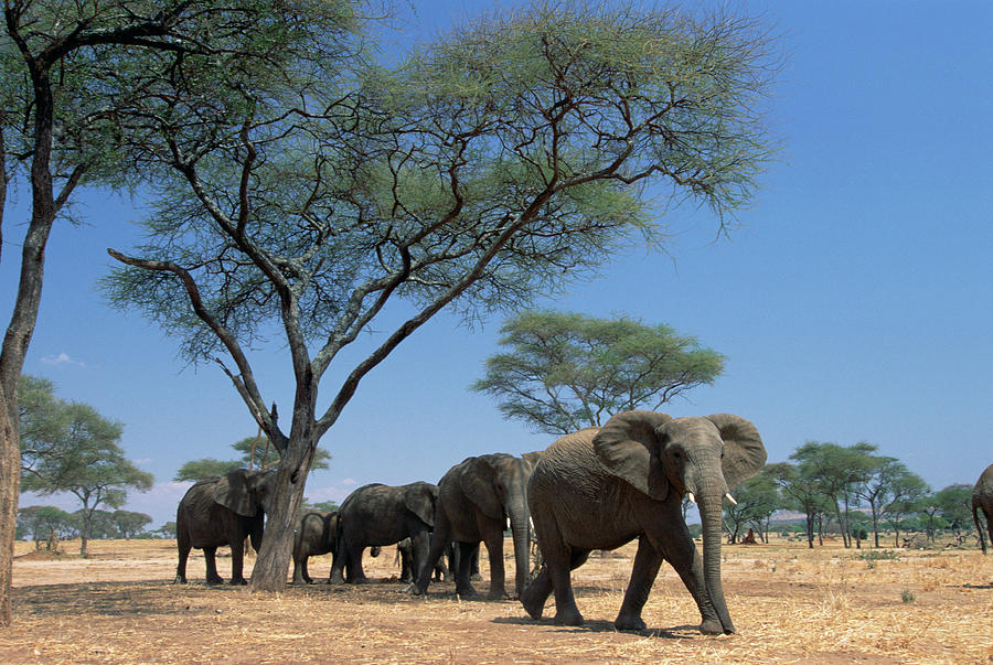 African Elephant Loxodonta Africana Photograph by Gerry Ellis
