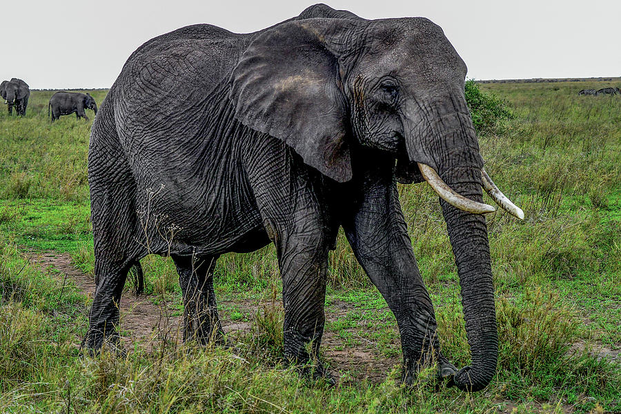 African Elephant Photograph by Marilyn Burton