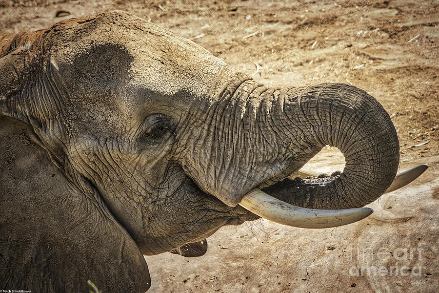 African Elephant Photograph by Mitch Shindelbower