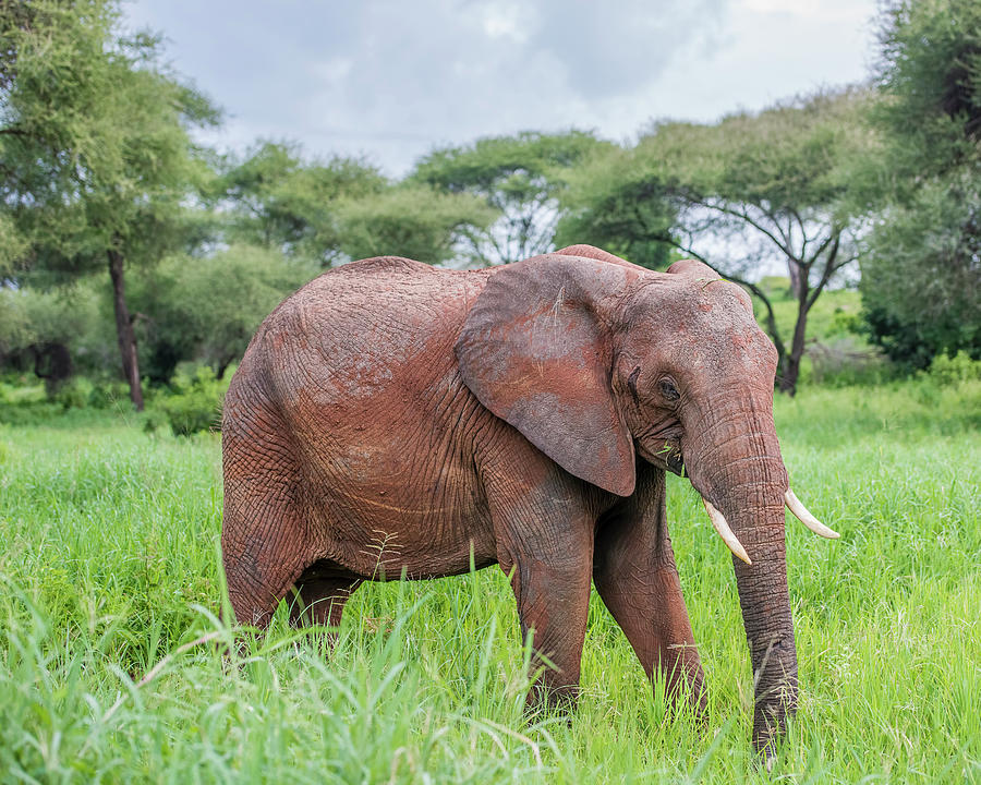 Elephant Photograph - African Elephant by Morris Finkelstein