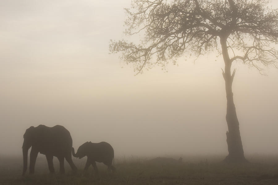 African Elephant  Mother And Baby At Dawn Photograph by Anup Shah