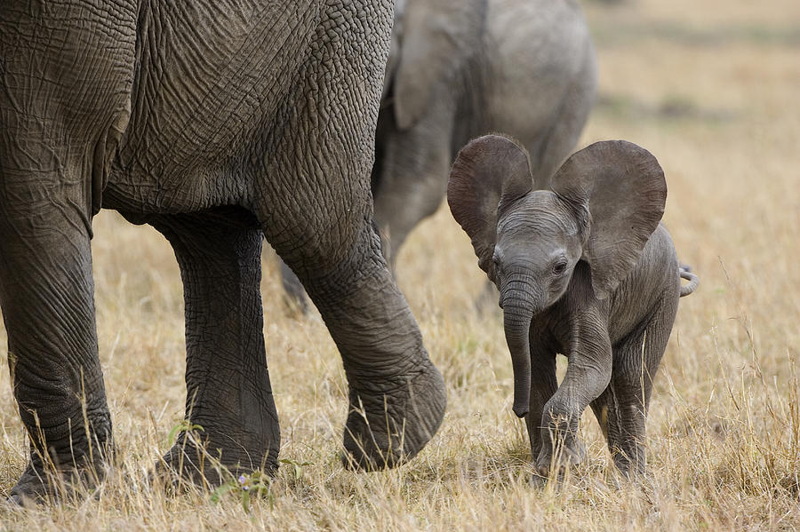 Animal Photograph - African Elephant Mother And Under 3 by Suzi Eszterhas