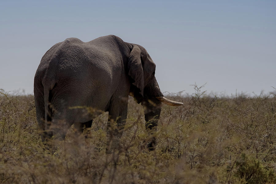 African Elephant Namibia Photograph by Ernest Echols