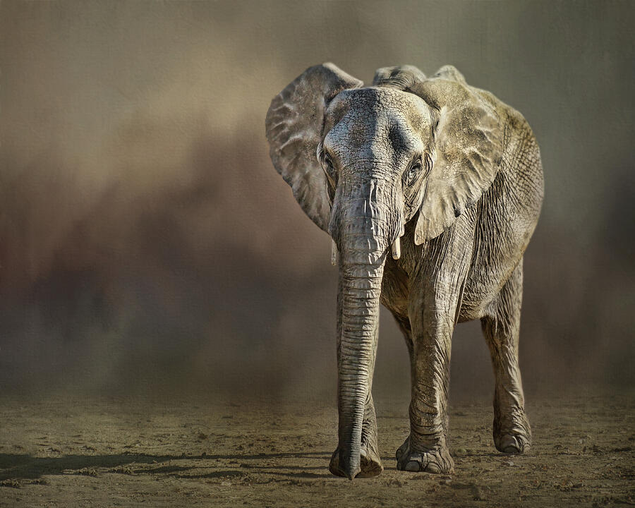 African Elephant Photograph by Nikolyn McDonald