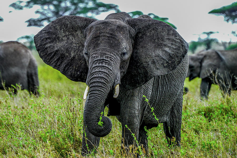 African Elephant on the Serengeti Photograph by Marilyn Burton