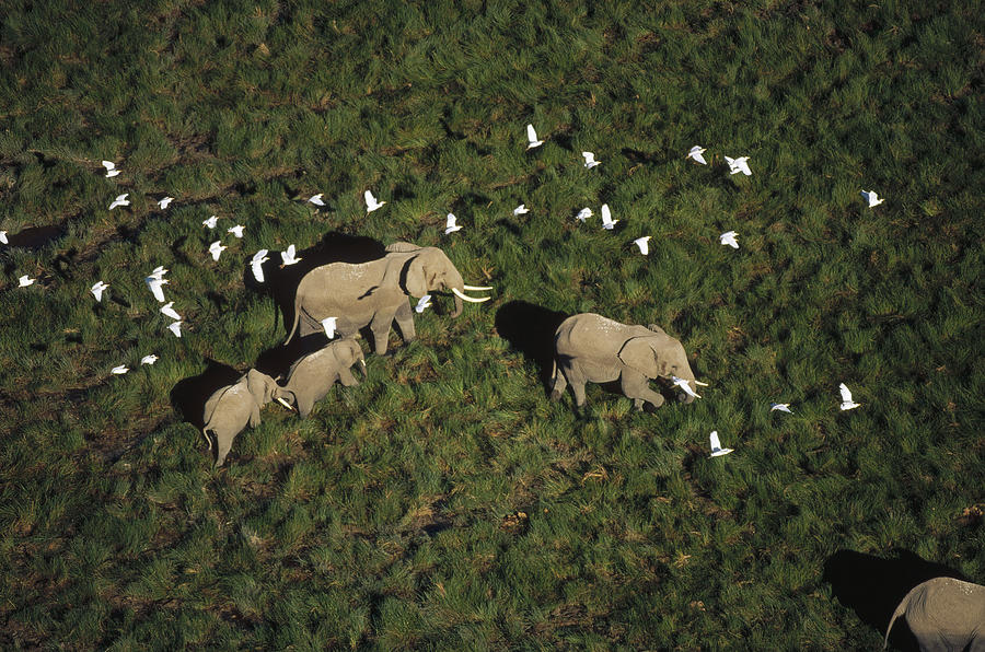 African Elephant Parents And Two Calves Photograph by Tim Fitzharris