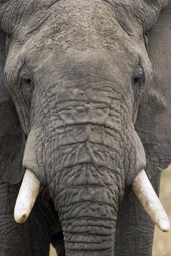 African Elephant Portrait Photograph by Gerry Ellis