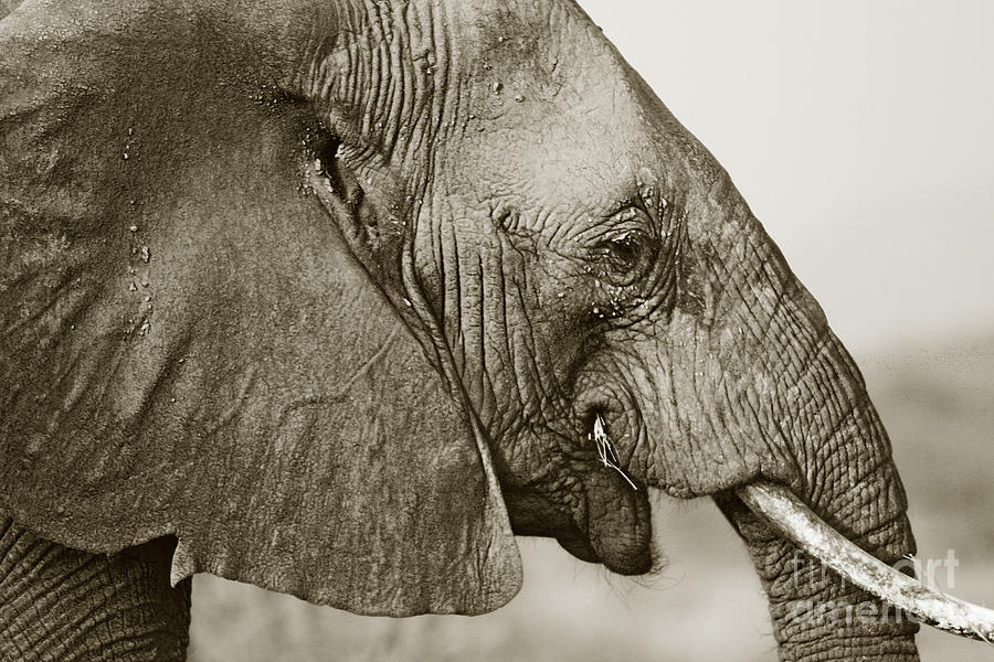 African Elephant profile  duotoned Photograph by Liz Leyden