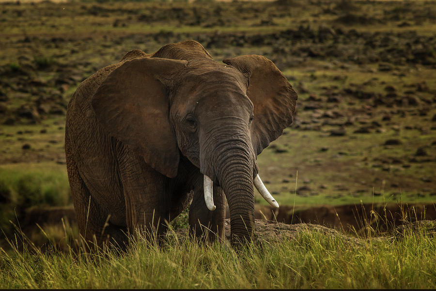 African Elephant  Photograph by Ramabhadran Thirupattur