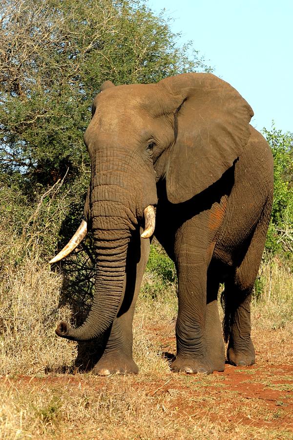 Tree Photograph - African Elephant by Riana Van Staden