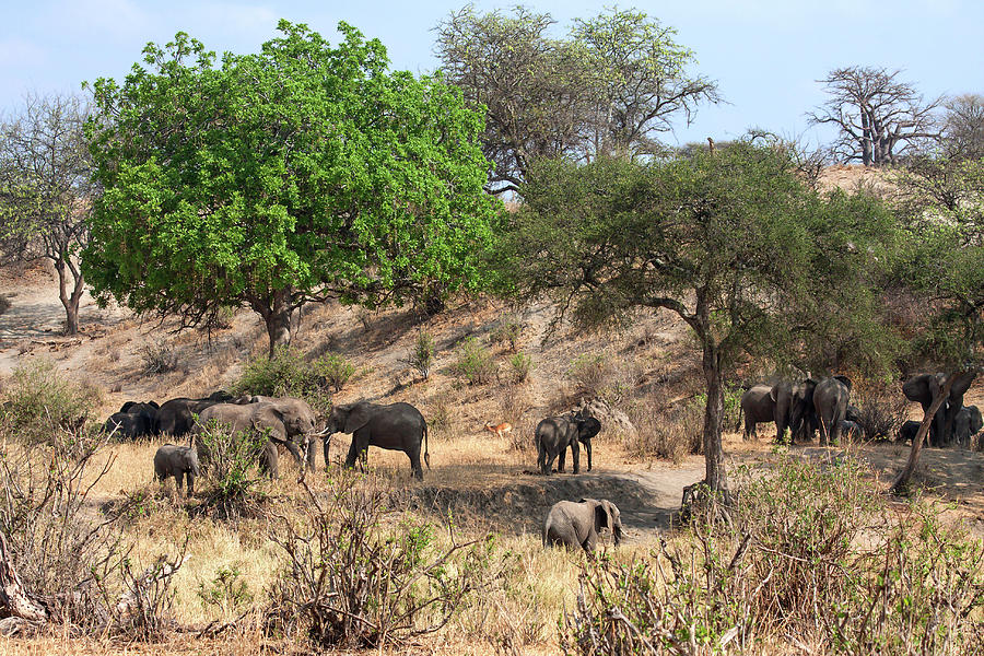 African Elephant Scene Photograph by Sally Weigand