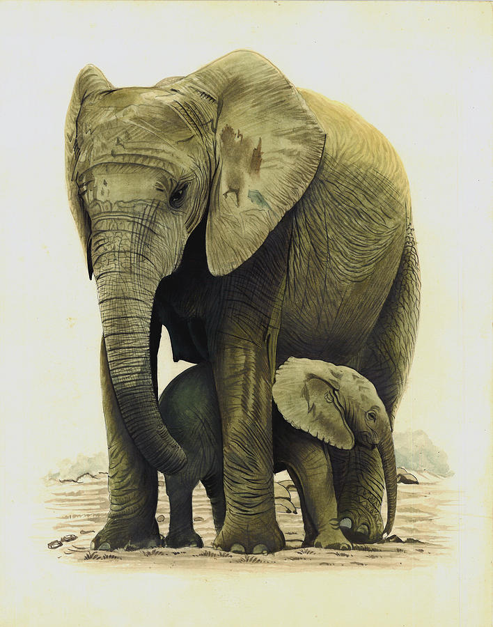 African Elephant wild Life Realistic Painting Indian Miniature ... Realistic Drawings Of Elephants
