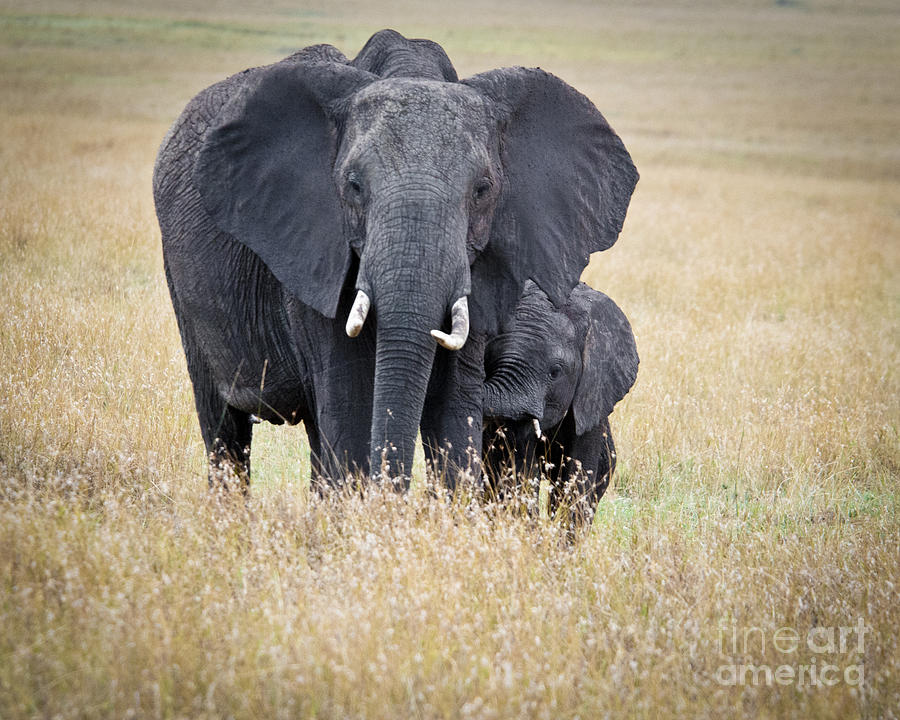 African Elephant with Baby Photograph by Paulette Sinclair