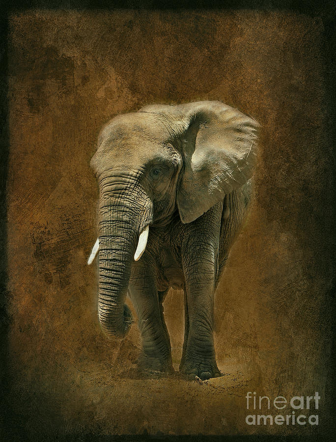 African Elephant with Textures Photograph by Clare VanderVeen