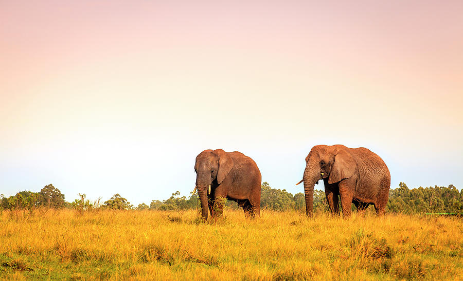 African elephants Photograph by Alexey Stiop
