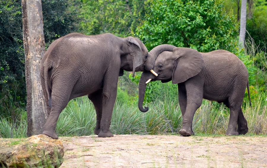 African Elephants Interacting Photograph by Richard Bryce and Family