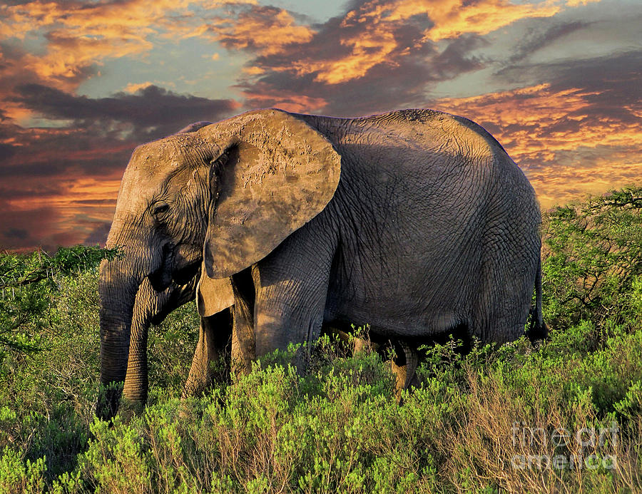 African Elephants at Sunset Photograph by Lynn Bolt
