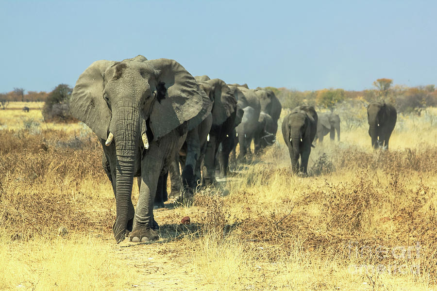 African elephants charge Photograph by Benny Marty - Fine Art America