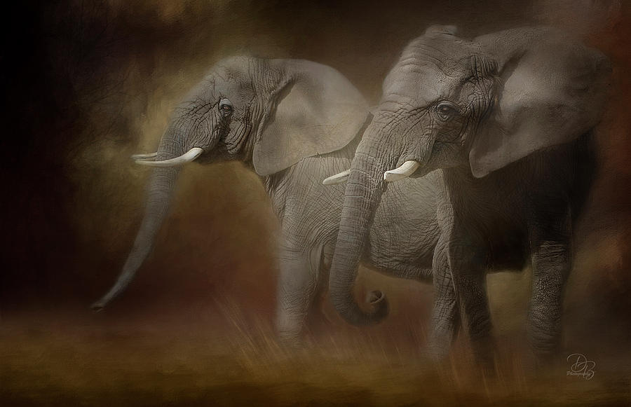 African Elephants Photograph by Debra Boucher