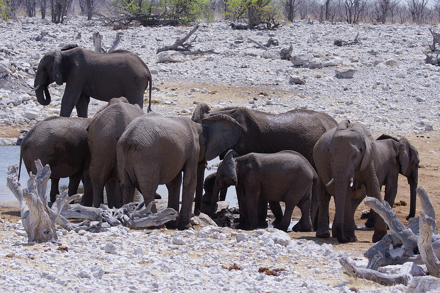 African Elephants Gathering Photograph by Ernest Echols
