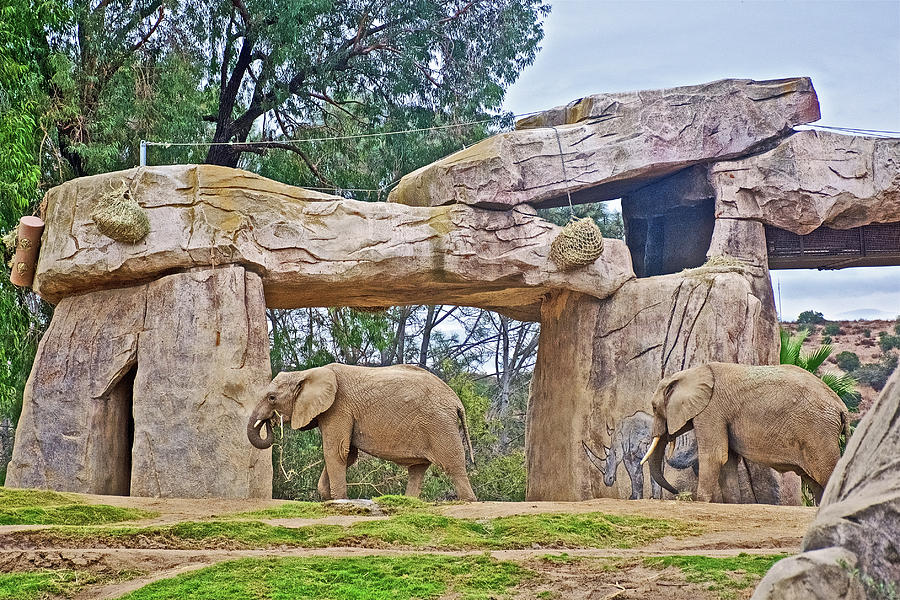 African Elephants in San Diego Zoo Animal Safari Park near Escondido, California  Photograph by Ruth Hager