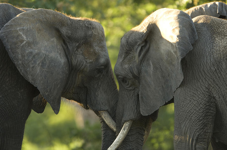 African Elephants Loxodonta Africana Photograph By Joel Sartore