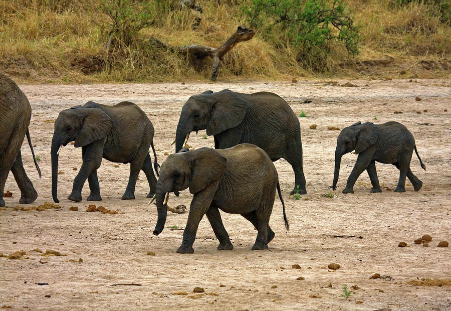 African Elephants Strolling Photograph by Sally Weigand